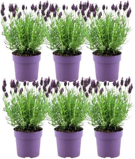 Plants by Frank 6er Set Französischer Lavendel Schopflavendel 6 x