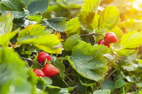 Strawberry Yields Reduced By High Temperatures