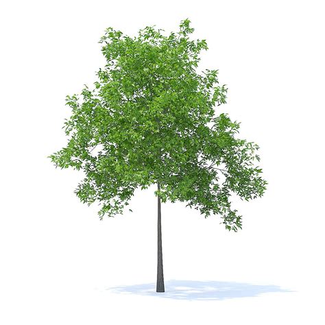 Cherry Tree 3d Model 57m Cherry Tree 3d Model Tree