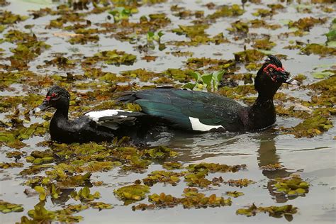 Pato Selvagem Características Nome Científico Habitat E Fotos Mundo Ecologia