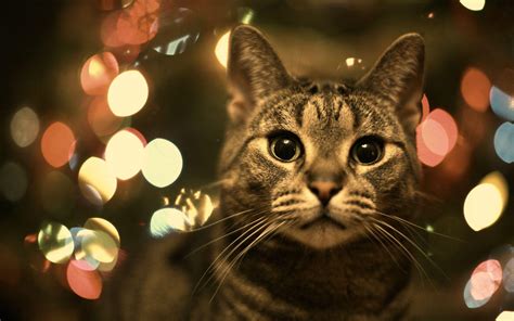 Christmas Cat Wallpapers - Wallpaper Cave