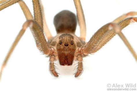 The Brown Recluse Or As Its Sometimes Called The ‘fiddleback Or ‘violin Spider Because Of