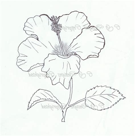 Hibiscus Flower Pencil Drawing At Paintingvalley Explore