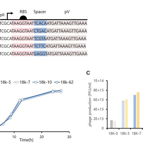 Translational Repression Of Phage Protein V Pv Enhanced M13 Phage And Download Scientific