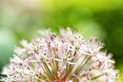 Allium Sativum Flower