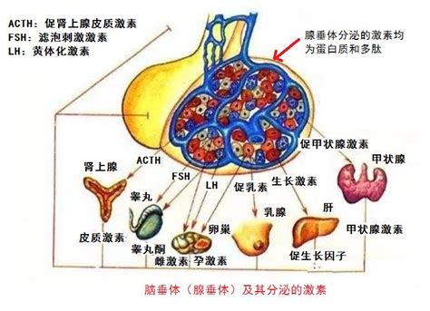 生长激素的发展历程kda