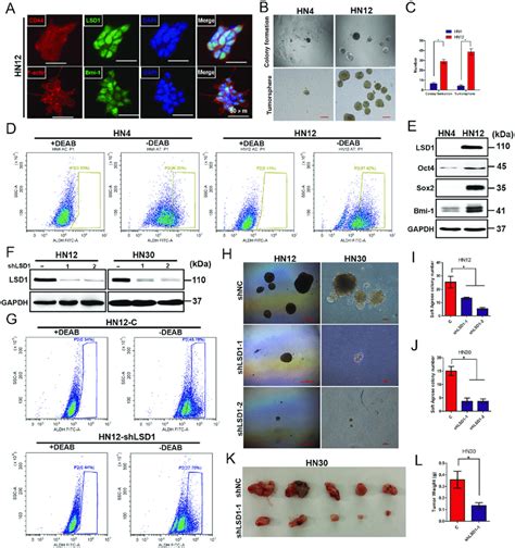 Elevated Lsd1 Is Important For The Maintenance Of Csc Phenotypes In