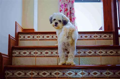 Dog Fell Down Stairs: 5 Smart Ways To Stop Dog Falling Down Stairs