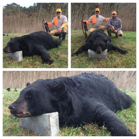 Bear Hunting Season 2024 Nc - Mella Siobhan