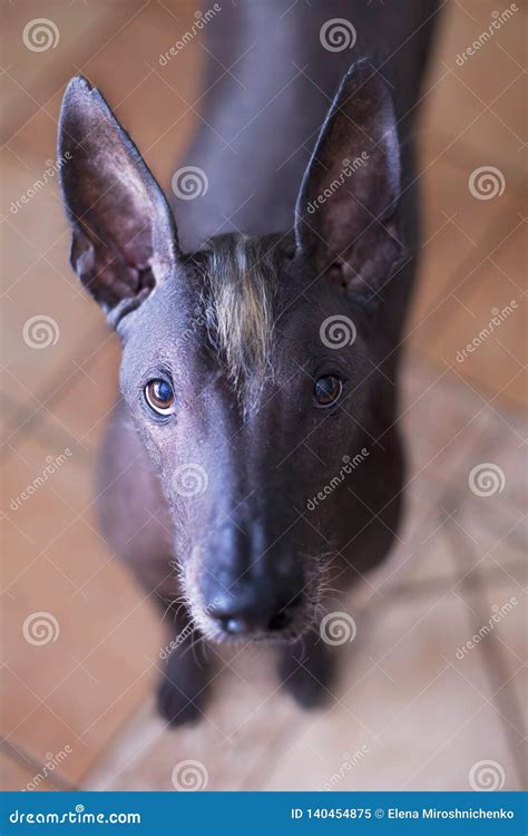 Close Up Portrait Of Adult Xolotizcuintle Dog Mexican Hairless Male