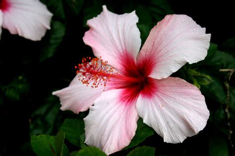 Download Pink Flower Close Up Flower Nature Hibiscus 4k Ultra Hd Wallpaper