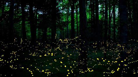 Synchronous Fireflies | PBS LearningMedia