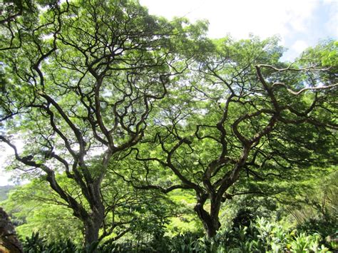 Gorgeous Trees In Hawaii With Awesome Canopysthis Island Knows How