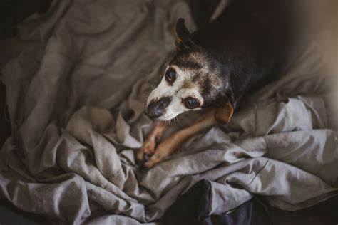 Differences Between Human Hospice and Veterinary Hospice