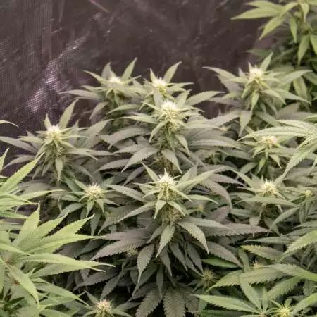 Yuhbary Strain Info Yuhbary Weed By Anesia Seeds Growdiaries