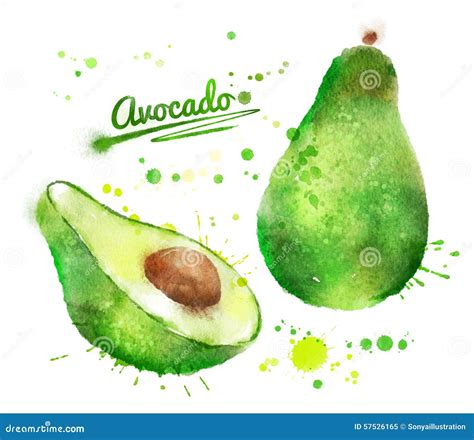 Watercolor Avocado Stock Illustration Illustration Of Fruit