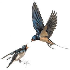 Two Birds Flying Next To Each Other On A White Background