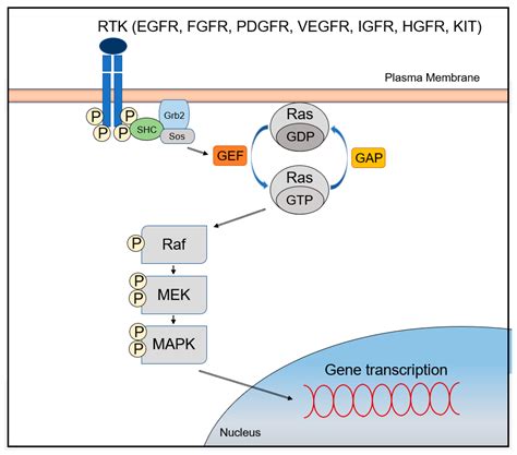 Cancers Free Full Text Mapkerk Signaling Pathway In Hepatocellular Carcinoma