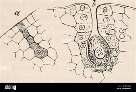 . The cyclopædia of anatomy and physiology. Anatomy; Physiology ...