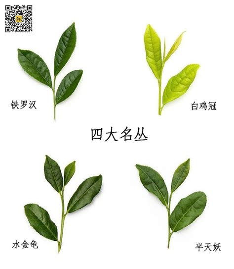 武夷名丛：四大名丛是什么茶？四大名丛名称分别是什么？ 爱茶叙茶叶商城 爱茶叙私房茶官网