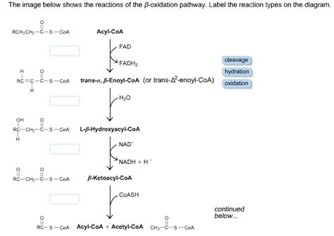 Solved The Image Below Shows The Reactions Of The Chegg