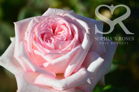 Pink O’Hara * Sophia's Roses