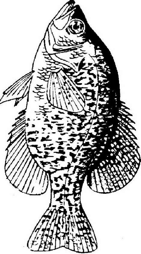 Free Crappie Cliparts, Download Free Crappie Cliparts png images, Free ...