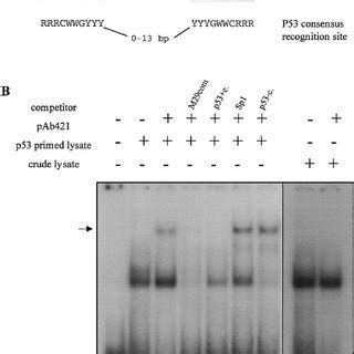 In Vitro Translated P53 Binds To The HPV8 M29 Sequence Element A The