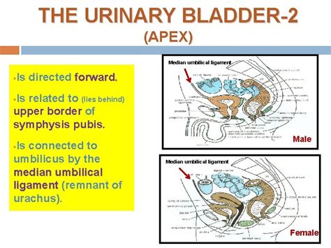 Ureters Urinary Bladder Urethra Prof Ahmed Fathalla Ibrahim