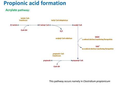 PPT Propionic Acid Bacteria Enrichment PowerPoint Presentation Free