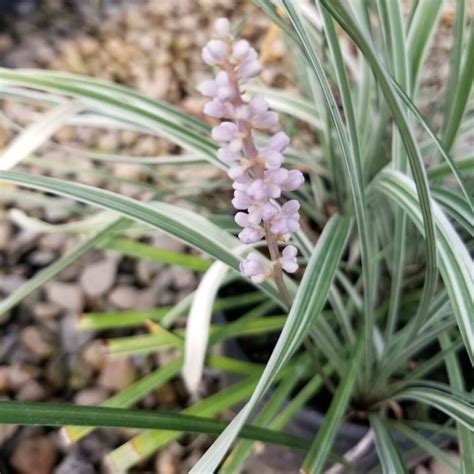 Liriope Spicata Silver Dragon Silver Dragon Lilyturf Western Star