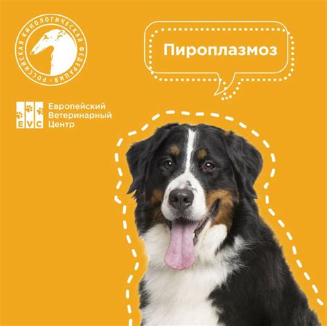 Пироплазмоз (бабезиоз) у собак | EVC