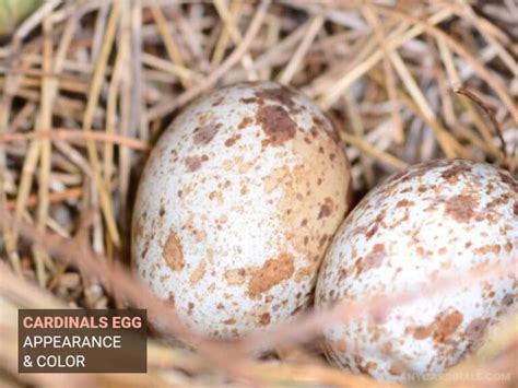 What Do Cardinal Eggs Look Like Any Cardinals