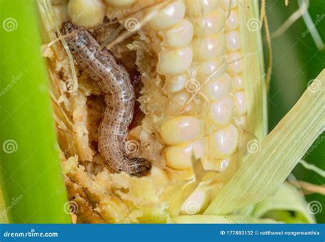 Fall Armyworm Spodoptera Frugiperda On Corn Leaf. Corn Leaves Damage By ...