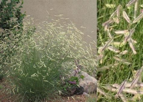 Bouteloua gracilis – Alacsony moszkítófű | Cédrus Csemete Kertészet