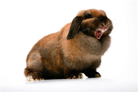 500 Angry Bunny Photos Stock Photos Pictures And Royalty Free Images