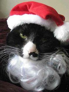 Christmas Cat Costumes Sweet Christmas, Cat Christmas Costumes, Halloween, Santa Cat, Natural ...