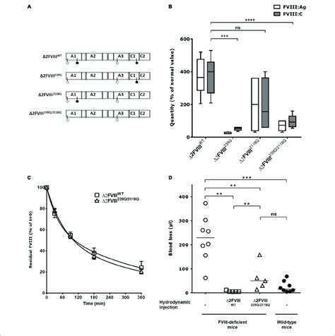 In Vivo Production Of Wild Type And Mutated B Domain Deleted Fviii