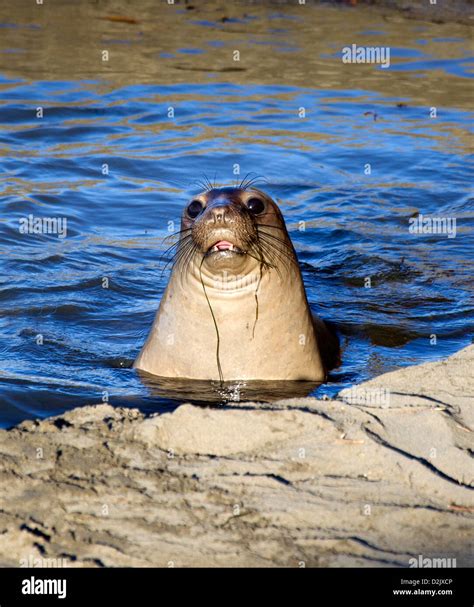 Cute Elephant Seal Pup Stock Photo - Alamy