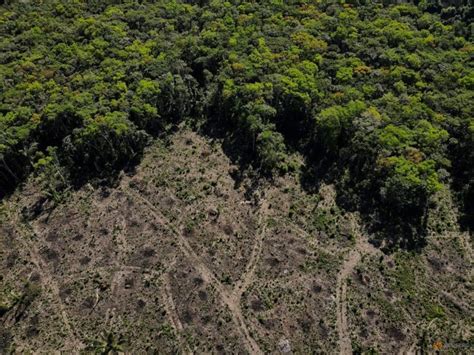 Deforestation In Brazils Amazon Hits October Record Ahead Of Govt