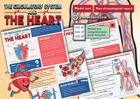 Year 6 Model Text Non Chronological Report The Circulatory System And The Heart Grammarsaurus