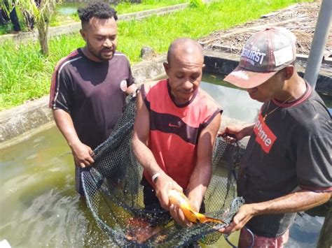 Balai Benih Serui Siap Edarkan 4 Ribu Bibit Ikan Mas Dan 10 Ribu Bibit