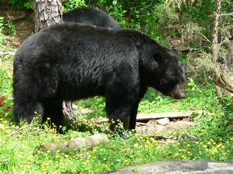 Big Black Bear