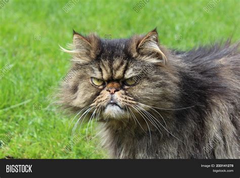 Persian Cat Angry Image Photo Free Trial Bigstock