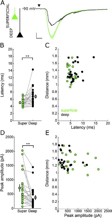 Comparison Of Stimulus Evoked Responses In Superficial And Deep Layer