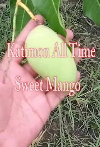 Full Sun Exposure Yellow Thai Katimon Mango Plant At Rs Piece In