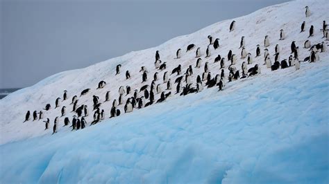 Iles Orcades du Sud Terra Antarctica Spécialiste Croisières en