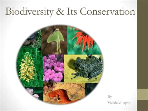 Ppt Biodiversity And Its Conservation Powerpoint Presentation Free Download Id 242033