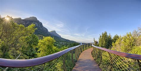 Cape Town South Africa Table Mountain Bridge Nature Trees