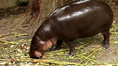 Hippo Eating Grass Stock Footage Video 6867631 - Shutterstock